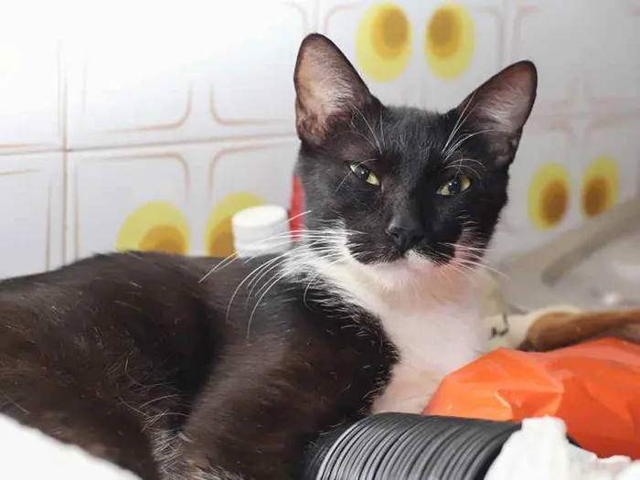 Gato raça SRD idade 1 ano nome Aruana 