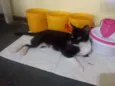 Gato raça SRD idade 1 ano nome Aruana 