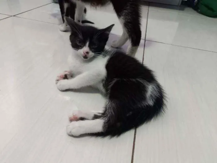 Gato raça SRD idade 2 a 6 meses nome Cadinho 