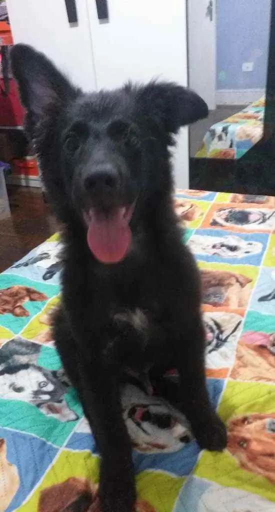 Cachorro raça Sem raça definida idade 2 a 6 meses nome Apollo