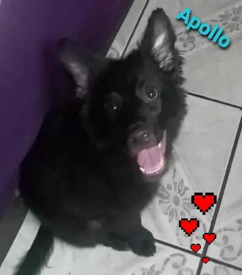 Cachorro raça Sem raça definida idade 2 a 6 meses nome Apollo