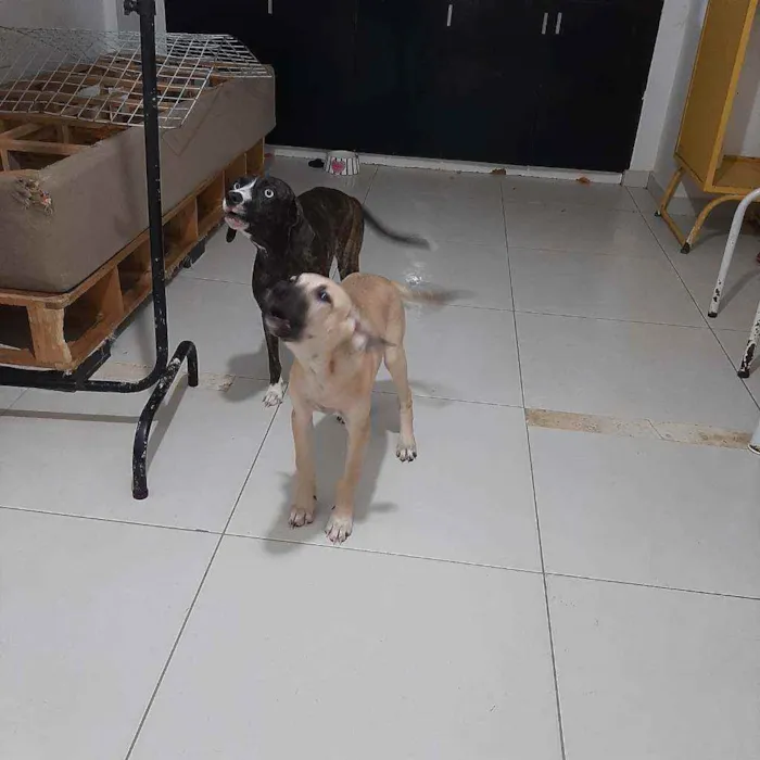 Cachorro ra a Mixto com Fox paulistinha  idade 2 a 6 meses nome Não tem 