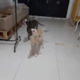 Não tem