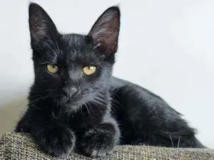 Gato raça SRD idade 2 a 6 meses nome Shell