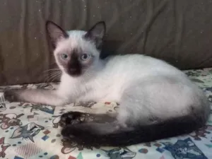 Gato raça SRD idade 2 a 6 meses nome Janaína 
