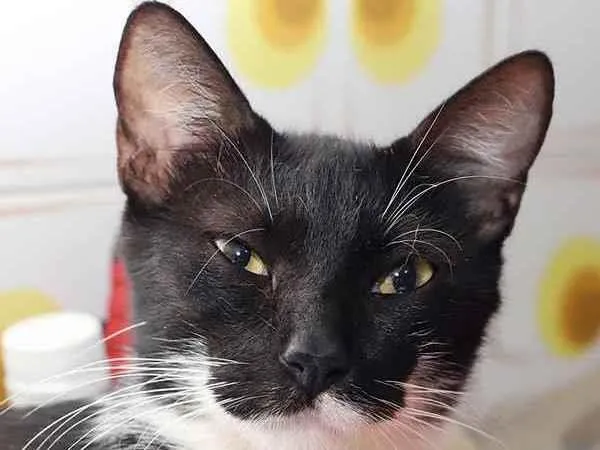 Gato raça SRD idade 1 ano nome Aruana 