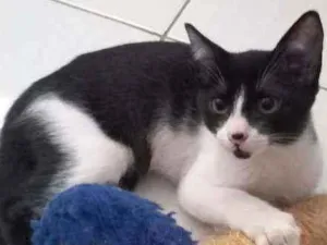 Gato raça SRD idade 2 a 6 meses nome Cadinho 