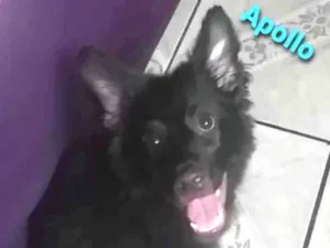 Cachorro raça Sem raça definida idade 2 a 6 meses nome Apollo