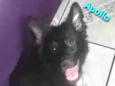 Cachorro raça Sem raça definida idade 2 a 6 meses nome Apollo