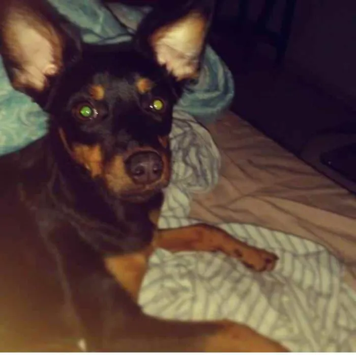 Cachorro ra a Mista idade 1 ano nome Dora