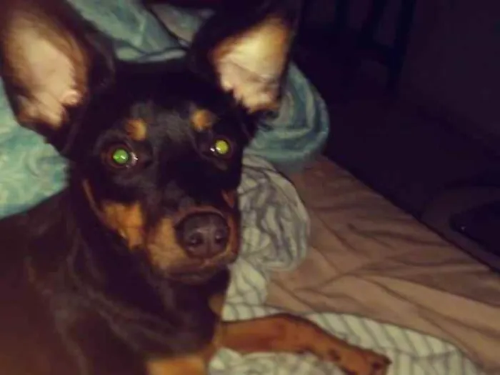 Cachorro ra a Mista idade 1 ano nome Dora