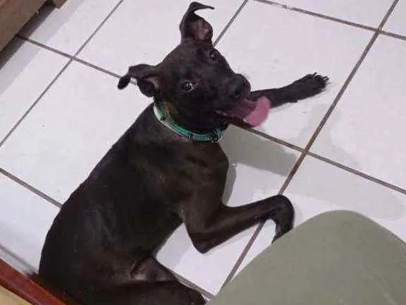 Cachorro raça vira lata idade 7 a 11 meses nome T'challa