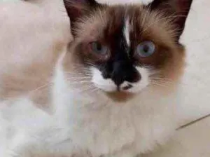 Gato raça Srd idade 2 a 6 meses nome Kitty bebê linda 