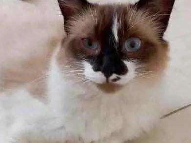 Gato raça Srd idade 2 a 6 meses nome Kitty bebê linda 