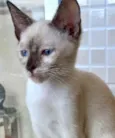 Gato raça Siamêsa idade 2 a 6 meses nome Midori Linda bebê 