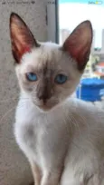 Gato raça Siamêsa idade 2 a 6 meses nome Midori Linda bebê 