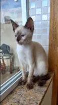 Gato raça Siamêsa idade 2 a 6 meses nome Midori Linda bebê 