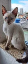 Gato raça Siamêsa idade 2 a 6 meses nome Midori Linda bebê 