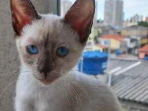 Gato raça Siamêsa idade 2 a 6 meses nome Midori Linda bebê 