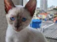Gato raça Siamêsa idade 2 a 6 meses nome Midori Linda bebê 