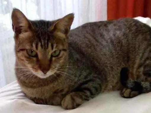 Gato raça Srd idade 2 a 6 meses nome Stella Linda bebê 