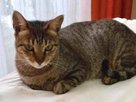 Gato raça Srd idade 2 a 6 meses nome Stella Linda bebê 