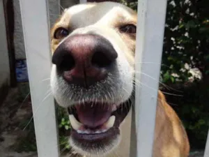 Cachorro raça Srd idade 1 ano nome Trovão bonzinho 