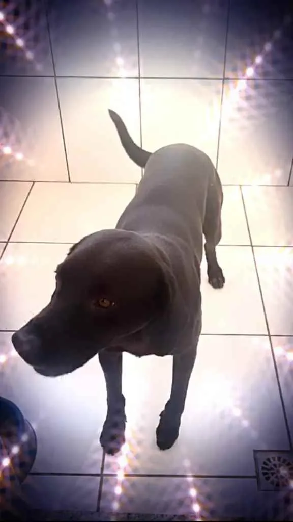 Cachorro raça Labrador mix  idade 1 ano nome Thor Labrador mix 