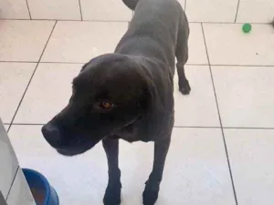Cachorro raça Labrador mix  idade 1 ano nome Thor Labrador mix 
