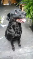 Cachorro raça Labrador mix  idade 2 anos nome Luna Labrador mix 