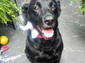 Cachorro raça Labrador mix  idade 2 anos nome Luna Labrador mix 