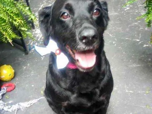 Cachorro raça Labrador mix  idade 2 anos nome Luna Labrador mix 