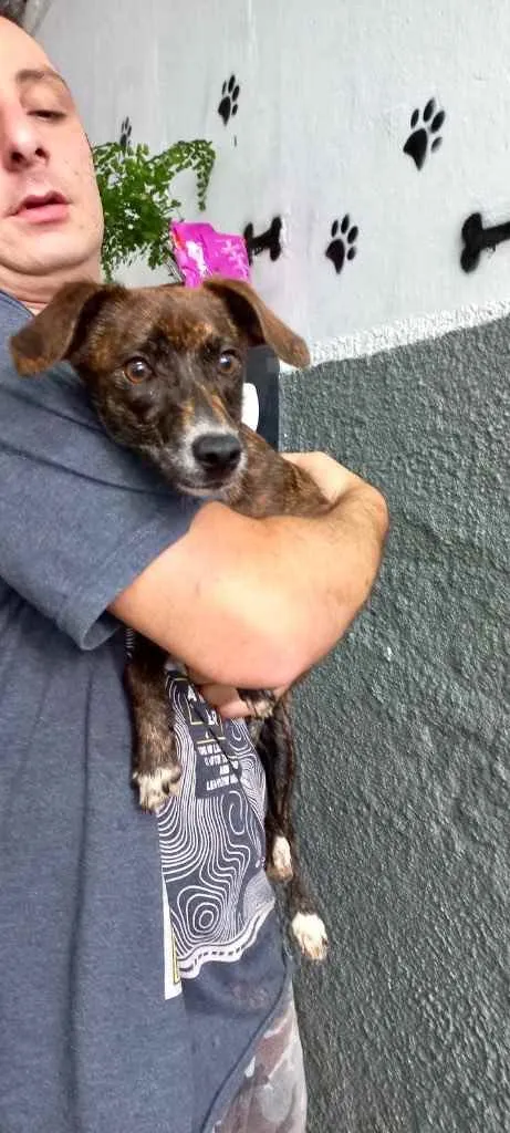 Cachorro raça Pinscher mix srd idade 7 a 11 meses nome Molly bb linda 