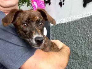 Cachorro raça Pinscher mix srd idade 7 a 11 meses nome Molly bb linda 