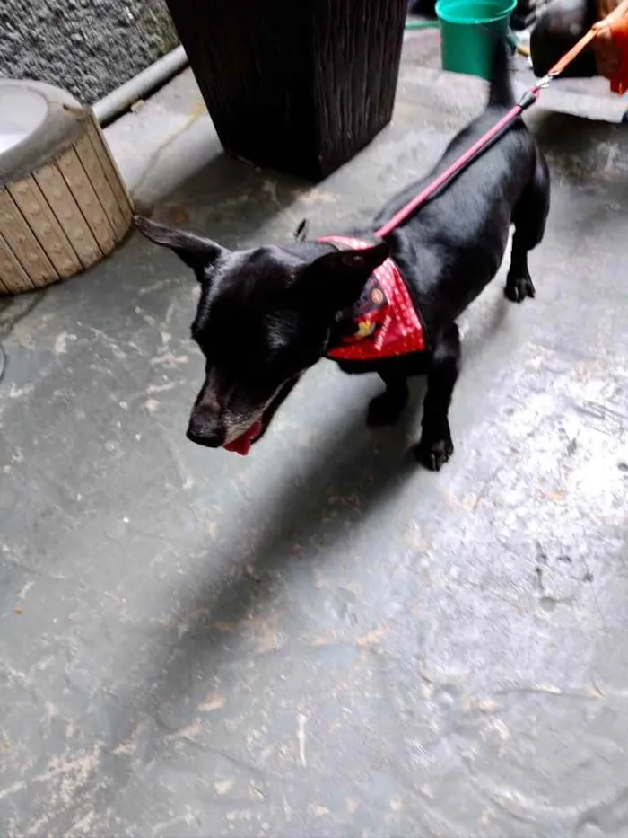 Cachorro raça Srd idade 1 ano nome Neguinho porte P 