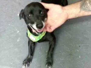 Cachorro raça Srd idade 1 ano nome Neguinho porte P 