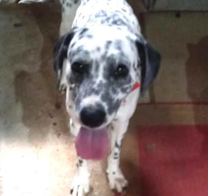 Paco bb dálmata fofo