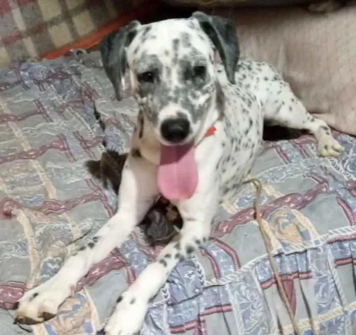 Paco bb dálmata fofo