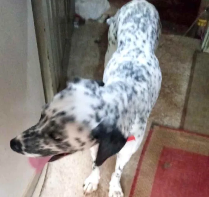 Cachorro raça Dálmata  idade 7 a 11 meses nome Paco bb dálmata fofo