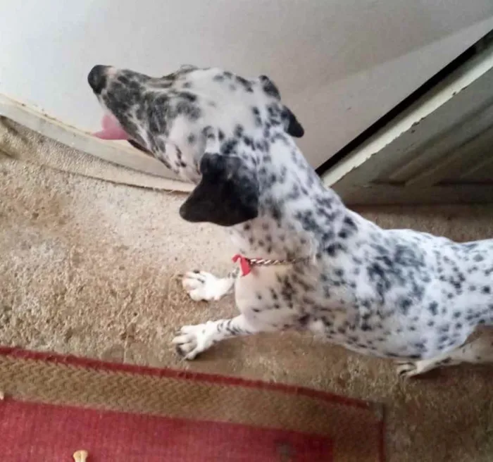 Cachorro raça Dálmata  idade 7 a 11 meses nome Paco bb dálmata fofo