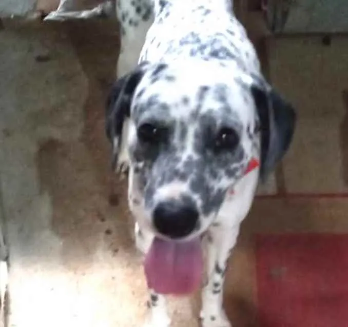 Cachorro raça Dálmata  idade 7 a 11 meses nome Paco bb dálmata fofo