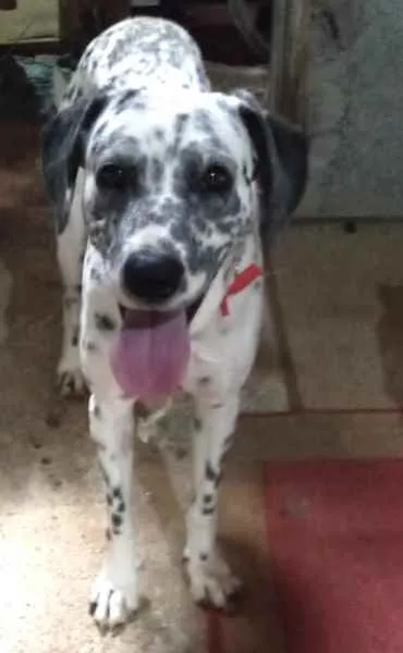Cachorro raça Dálmata  idade 7 a 11 meses nome Paco bb dálmata fofo