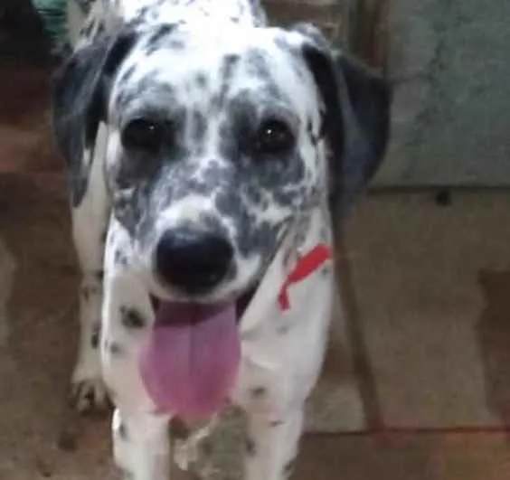 Cachorro raça Dálmata  idade 7 a 11 meses nome Paco bb dálmata fofo