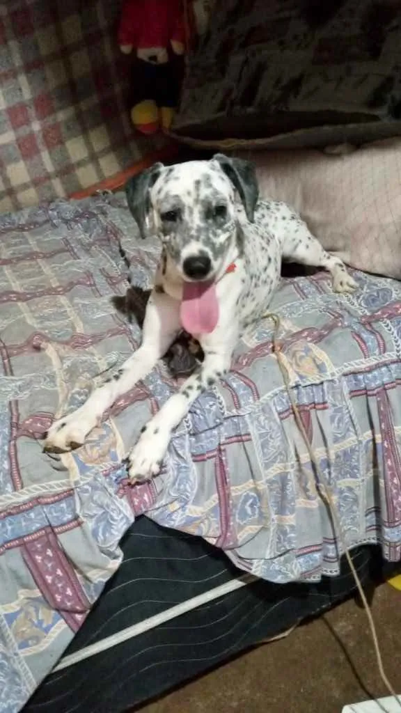 Paco bb dálmata fofo