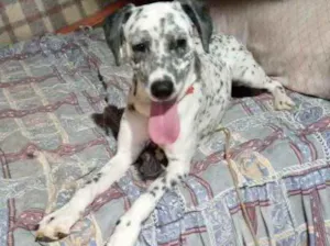 Cachorro raça Dálmata  idade 7 a 11 meses nome Paco bb dálmata fofo