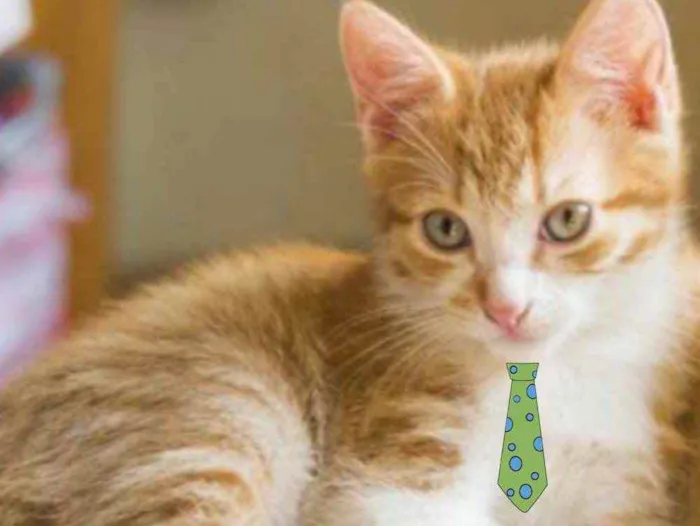 Gato ra a Mestiço  idade 2 a 6 meses nome Nick 