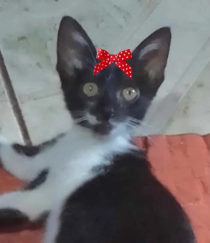 Gato ra a Mestiça  idade 2 a 6 meses nome Nina 