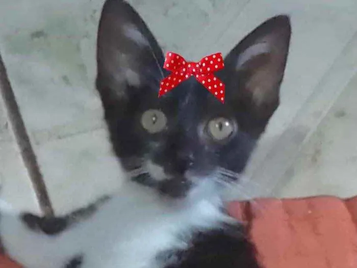 Gato ra a Mestiça  idade 2 a 6 meses nome Nina 