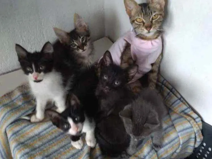 Gato raça sem raça definida idade 2 a 6 meses nome Morceguinho