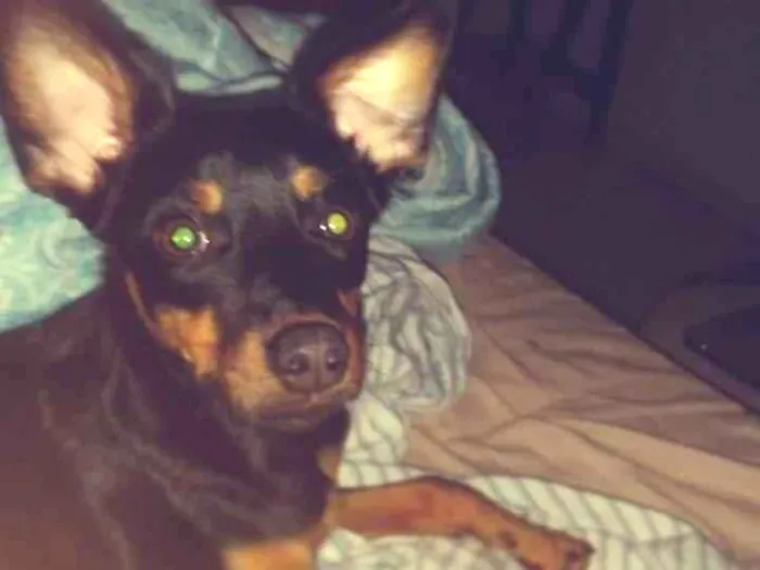 Cachorro ra a Mista idade 1 ano nome Dora